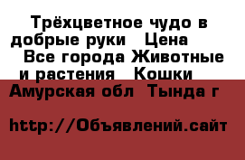 Трёхцветное чудо в добрые руки › Цена ­ 100 - Все города Животные и растения » Кошки   . Амурская обл.,Тында г.